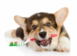 Dogs Dental Care
