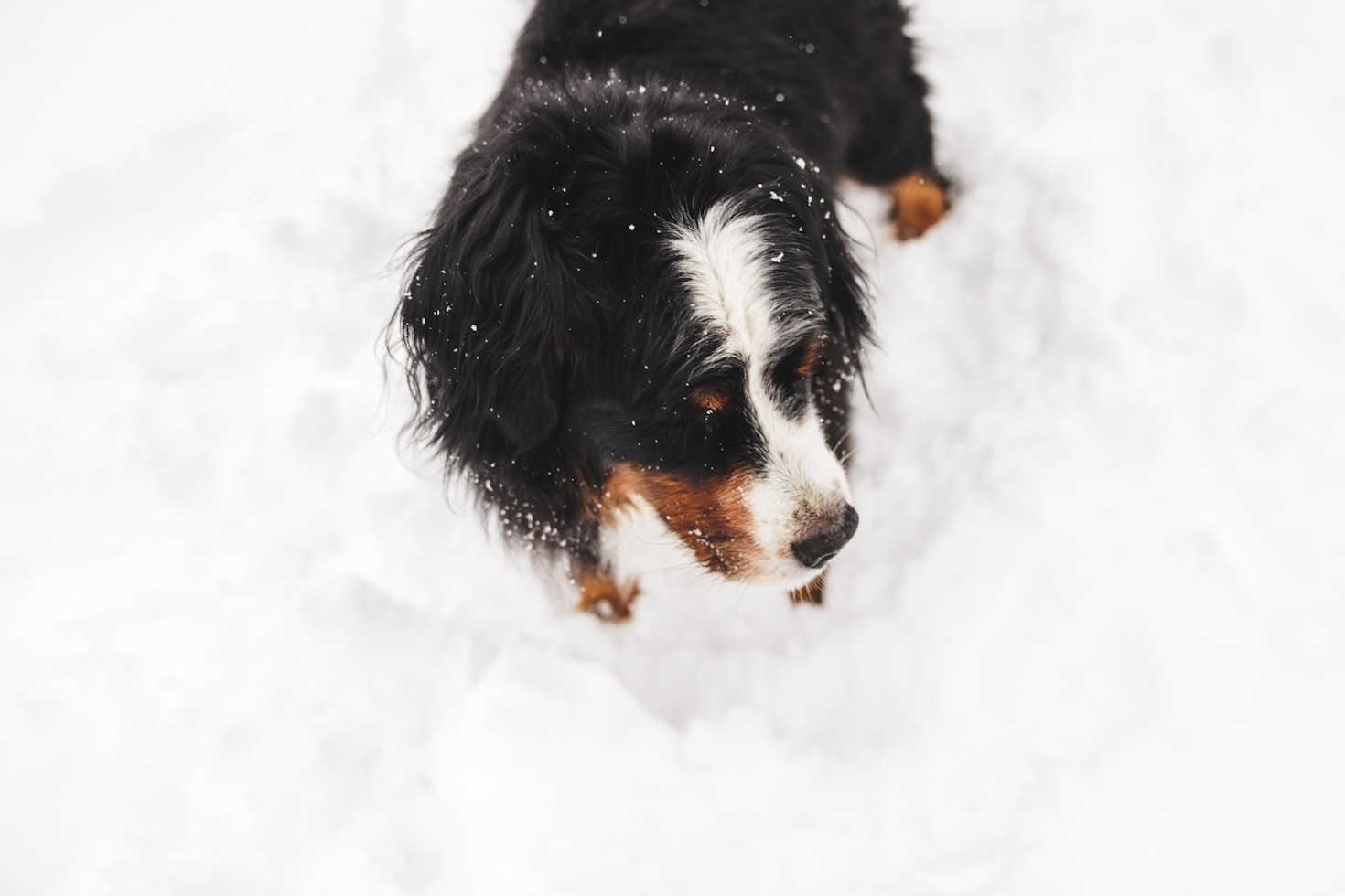 Fun and Engaging DIY Toys for Dogs